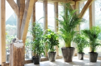 Woonplant van de maand juli: Palm